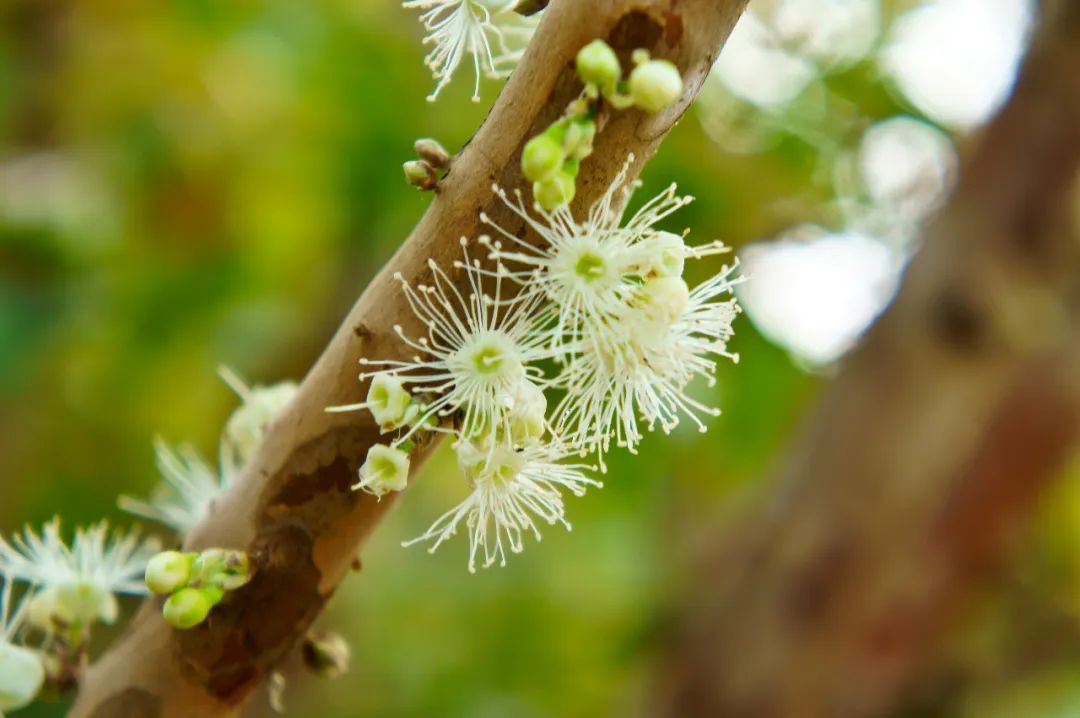 嘉宝果树的树枝上开花、结果。（图/wiki）