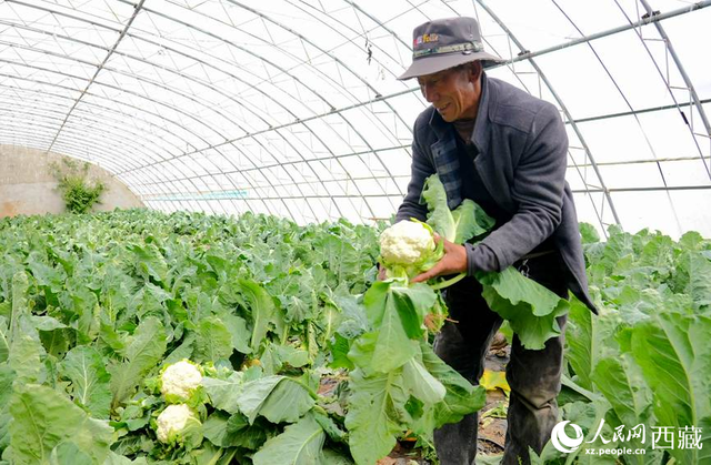 普琼在蔬菜大棚采摘花菜。人民日报记者 琼达卓嘎摄