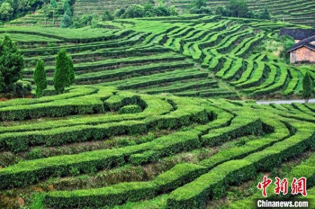 管阳茶山。魏高鹏 摄