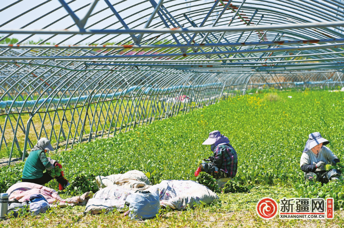 4月22日，在米东区长山子镇碱梁村蔬菜种植基地，种植户正在采收“春提早”蔬菜油白菜。（全媒体记者陈岩摄）