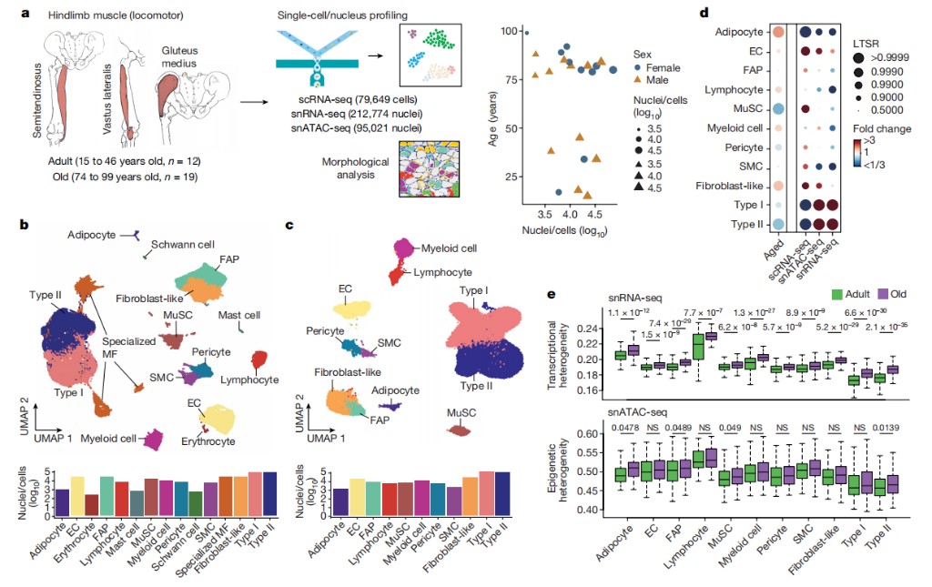 单细胞多模态人类骨骼肌衰老图谱。研究团队供图