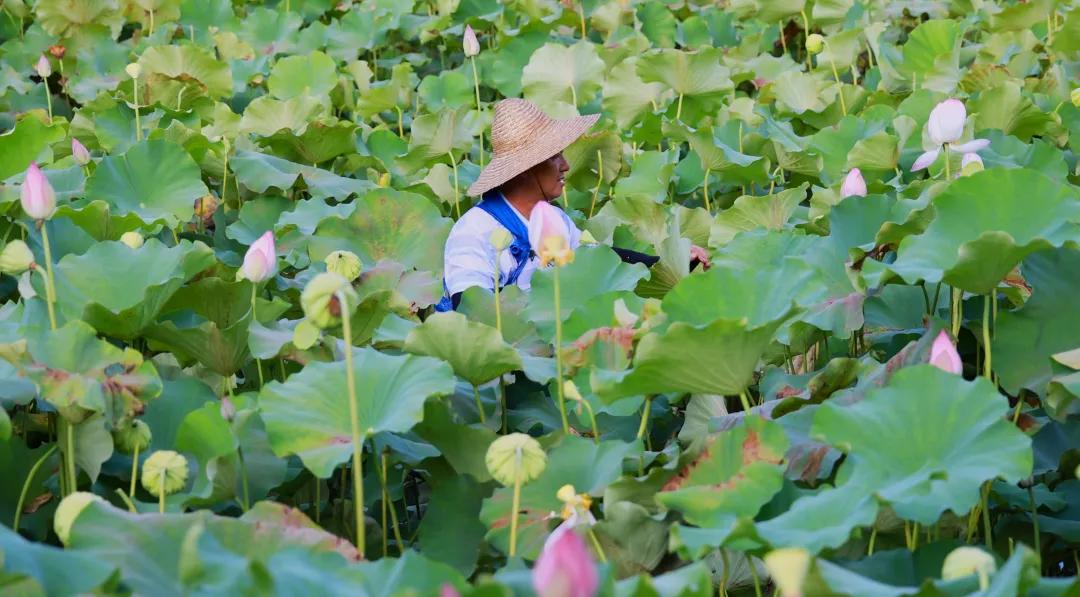 > 五一假期期间,2024海南荷花节也将在芳园艺术村开展,现场以祈福树