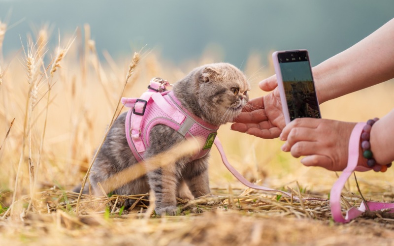 市民将宠物猫放在麦田边拍照留影。新京报记者 王子诚 摄