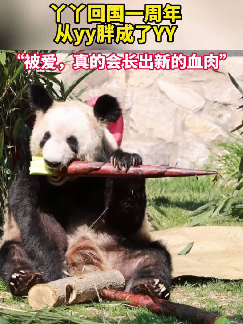 熊猫丫丫回国一年变成胖丫_新浪新闻