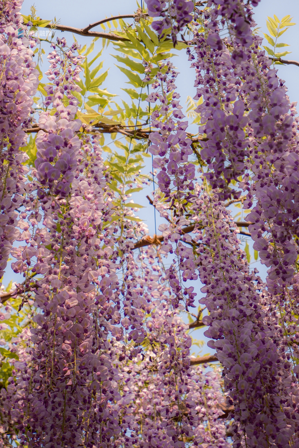 壁纸 花 藤蔓 植物 桌面 1000_1500 竖版 竖屏 手机