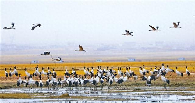 黑颈鹤在阿热湿地栖息。益西旦增摄