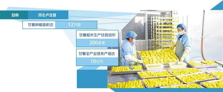 秦皇岛高成食品有限公司薯制品生产线。庞 博摄
