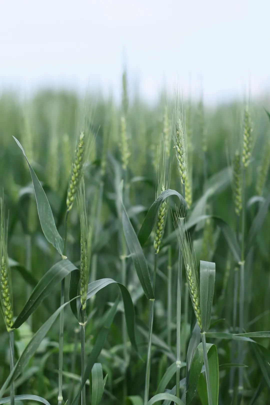 田里生长的小麦.(图/聂一凡拍摄)