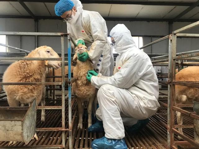 "华羊芯"——何以选出最好的羊?