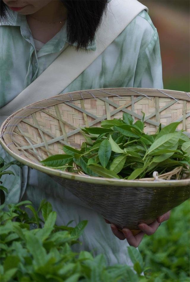 (图:安溪茶园采茶体验)