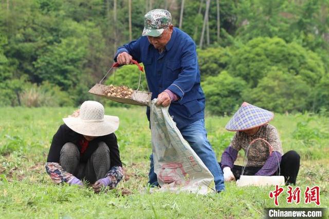 浙江省金华市磐安县冷水镇的一处浙贝母种植地，药农将浙贝母装入袋中。陈强 摄