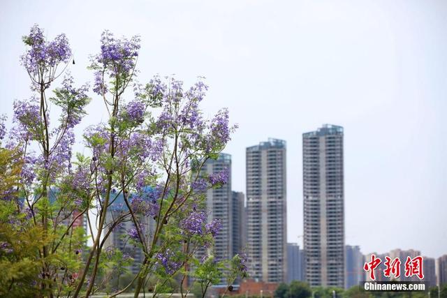 近日，广西南宁市蓝花楹盛开，蓝紫色彩为城市增添了一道浪漫美景。黄云峰 摄