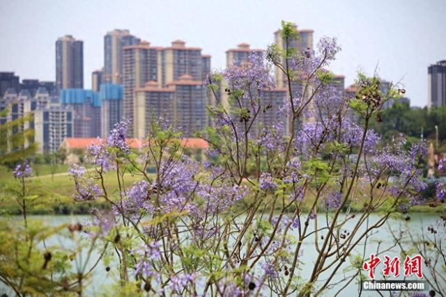 近日，广西南宁市蓝花楹盛开，蓝紫色的花朵将街道装点得如梦似幻，为城市增添了一道浪漫美景。黄云峰 摄