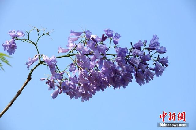 近日，广西南宁市蓝花楹盛开，蓝紫色的花朵在风中摇曳生姿。黄云峰 摄
