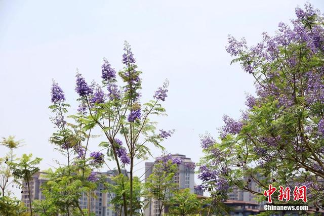 近日，广西南宁市蓝花楹盛开，美不胜收。黄云峰 摄