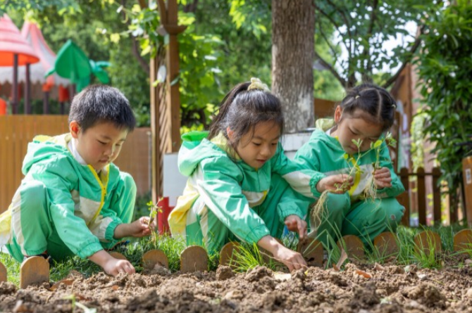 小朋友们正在动手栽培蔬菜幼苗。通讯员 赵明 摄