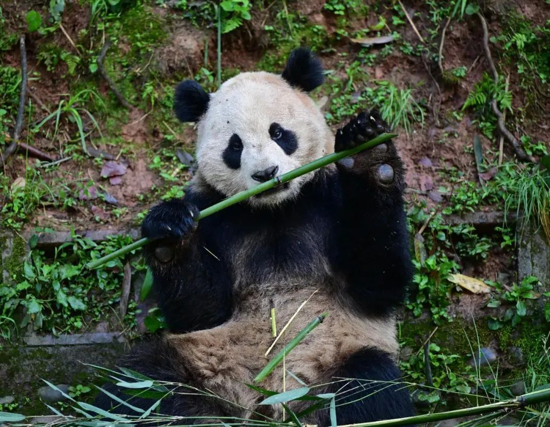 ▲大熊猫“云川”