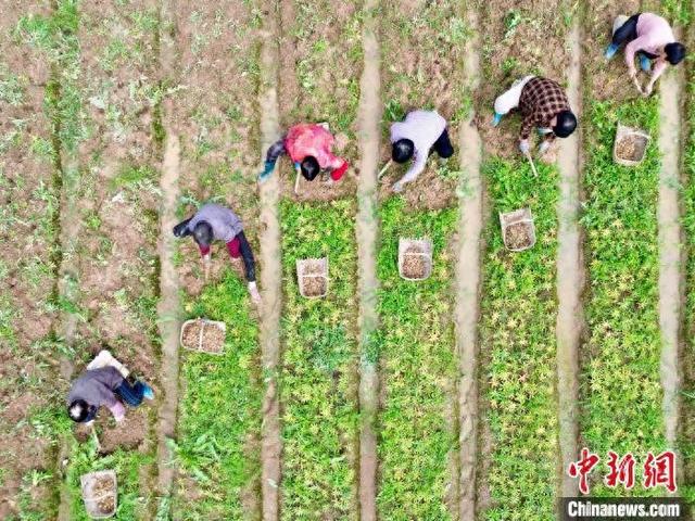 航拍浙江省金华市磐安县冷水镇的一处浙贝母种植地。陈强 摄