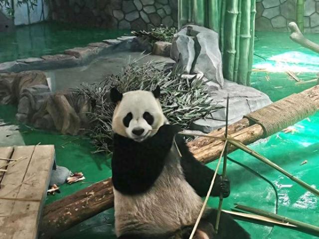 大熊猫亮相兰州野生动物园。范芮/摄
