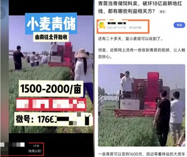 左图为自媒体近期发布的1条小麦青储视频，经核查与2022年发布的帖文图片（右图）相同，为旧图新发。