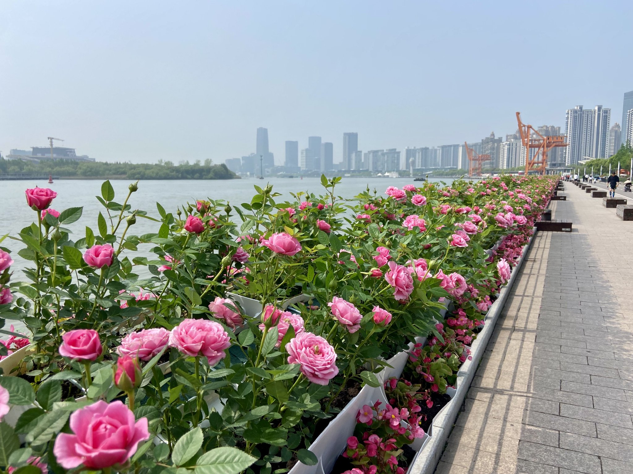 2024年上海（国际）花展主会场拓展至徐汇滨江。澎湃新闻记者 陈悦 图