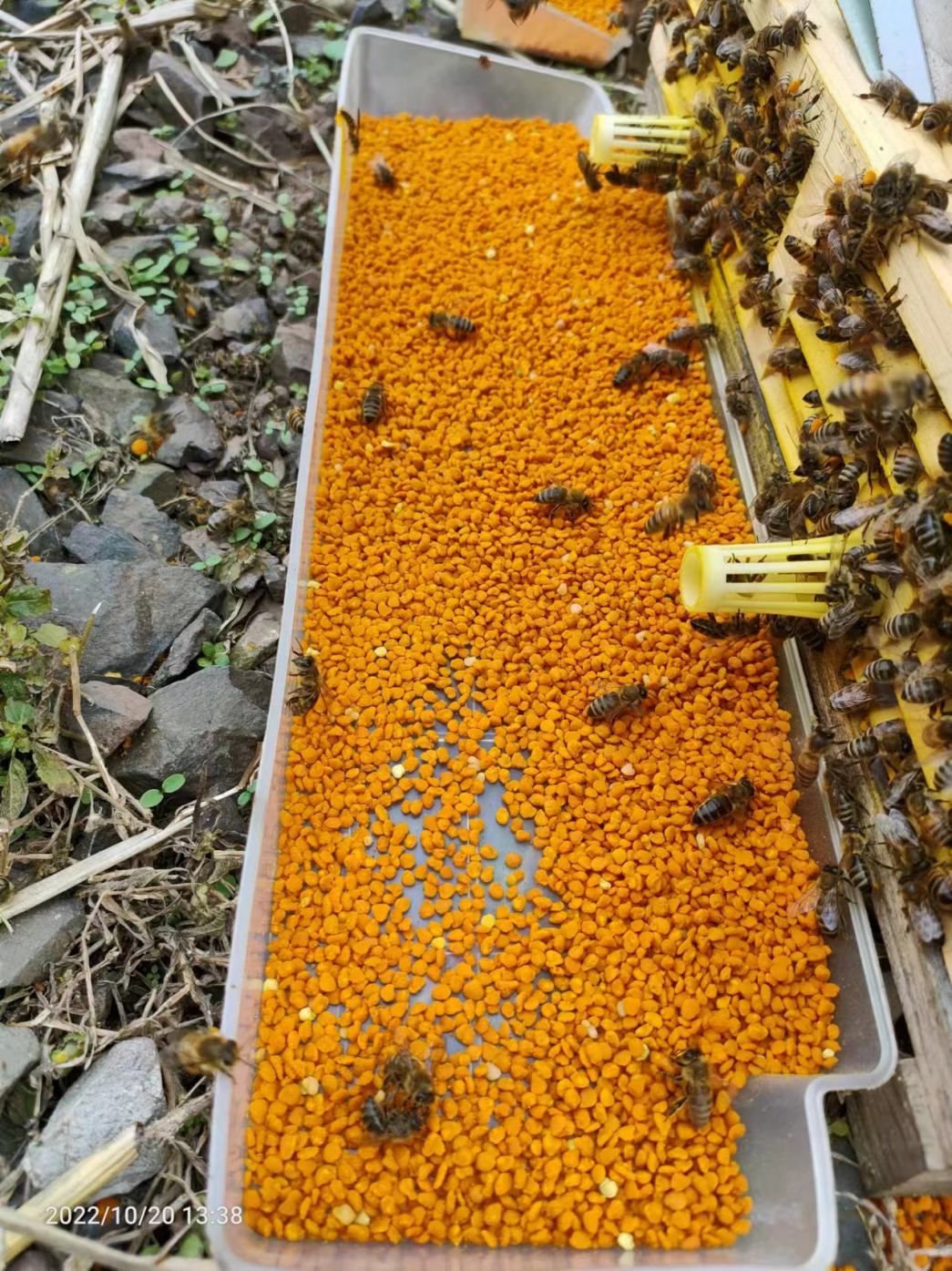 用脱粉器收集蜜蜂携带的花粉