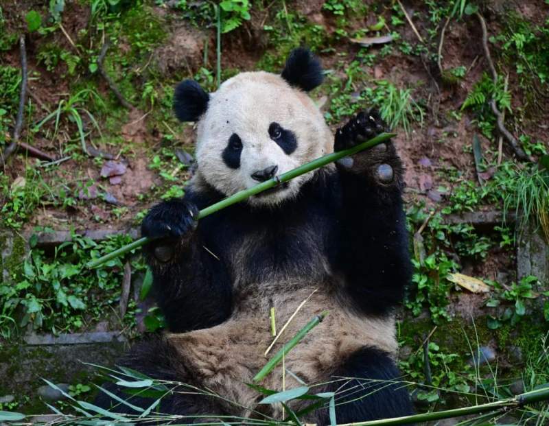 云川 图片来源：中国大熊猫保护研究中心