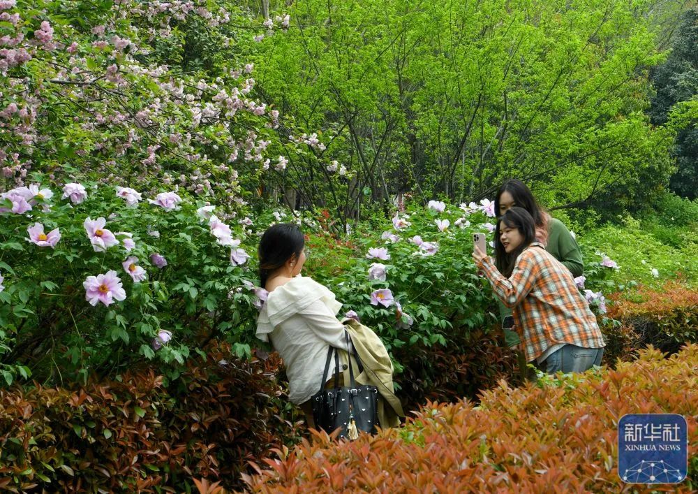 ▲4月2日，游客在洛阳隋唐城遗址植物园内赏花拍照。图/新华社
