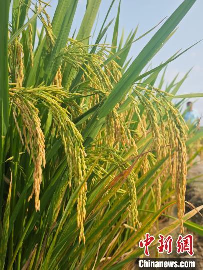 4月26日，在三亚水稻国家公园，2024年海南南繁水稻新品种展示观摩会参展品种长势良好。张月和 摄
