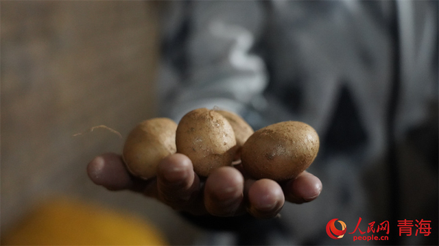 脱毒马铃薯良种繁育基地繁育出来的原原种。人民网 顾斐菲摄