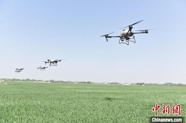 4月26日，景县一种植农民专业合作社的麦田里，无人机正在进行“一喷三防”作业。(无人机照片)倪志浩 摄