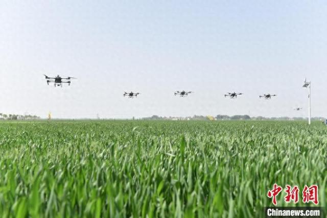 4月26日，景县一种植农民专业合作社的麦田里，无人机正在进行“一喷三防”作业。(无人机照片)倪志浩 摄