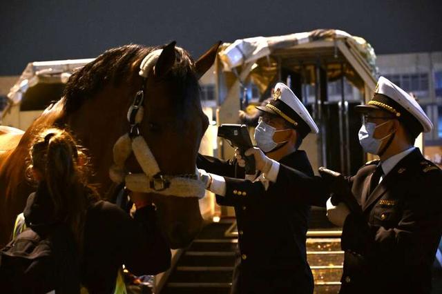 海关关员对抵沪马匹进行检查。上海海关供图