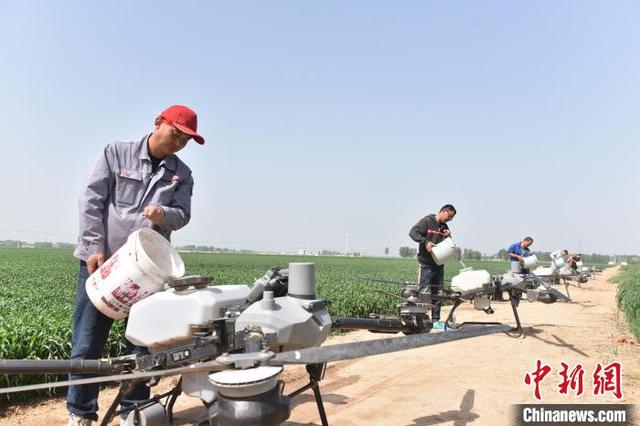 4月26日，景县一种植农民专业合作社的麦田里，农机手正在给无人机装填配好的药液。高雷 摄