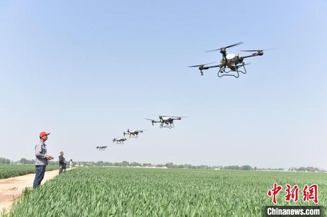 4月26日，景县一种植农民专业合作社的麦田里，农机手正在操作无人机进行“一喷三防”作业。高雷 摄