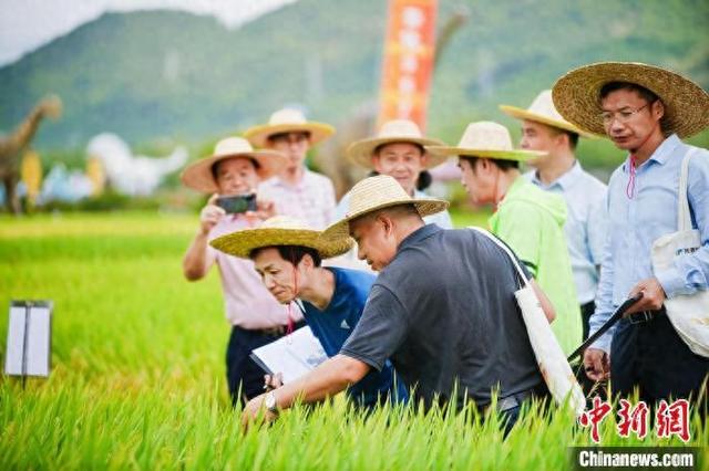4月25日，行业专家在三亚水稻国家公园对2024年海南南繁水稻新品种展示观摩会参展品种进行田间鉴评。主办方供图