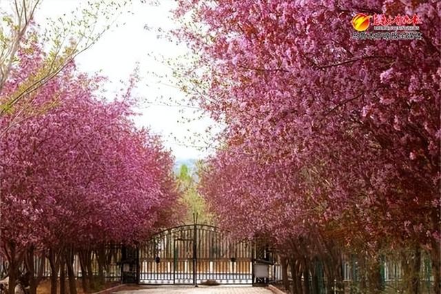 　　达坂城区村民院落周围种植的海棠花。记者贾梦妍摄