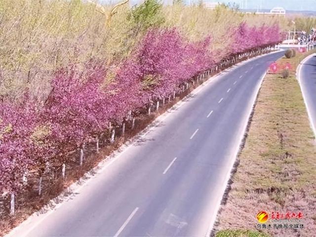 　　达坂城镇道路两旁的海棠花盛开。记者贾梦妍摄