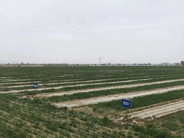 位于凉州区的小麦玉米宽幅间作水肥一体化种植示范田。中青报·中青网记者 王豪/摄