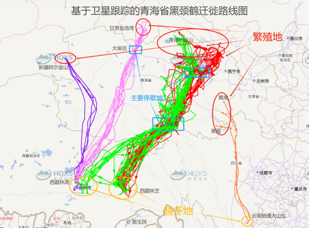 基于卫星跟踪的青海省黑颈鹤迁徙路线图 青海省林草局供图