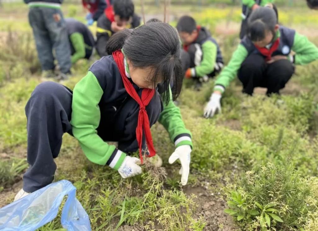 4月16日，南京市力行小学的同学们在药植园里除草劳动。（力行小学供图）