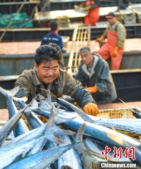 2024年4月，在山东烟台黄渤海新区的初旺码头，渔民在搬运春鲅鱼。肖水莲 摄