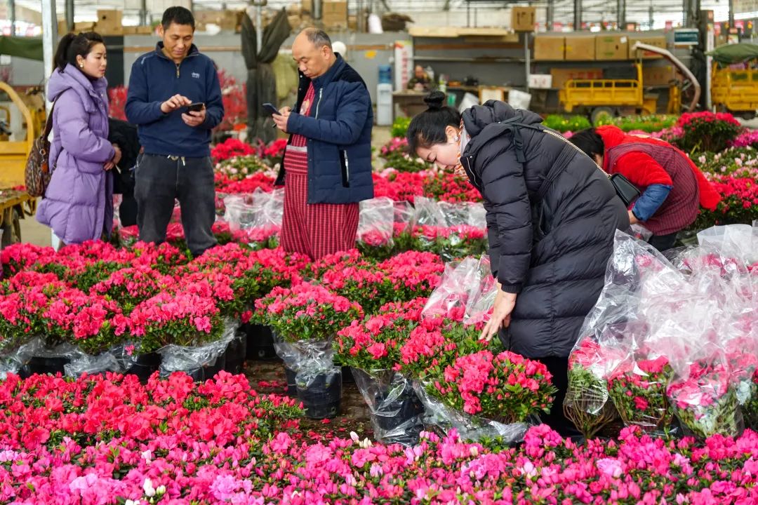消费者在郫都区春天花乐园挑选花卉 摄影：彭越