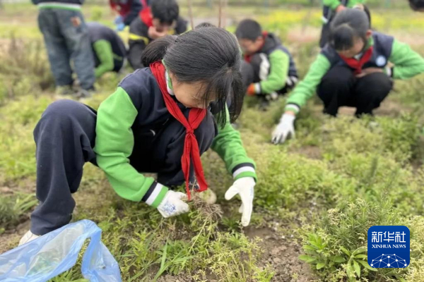 　　4月16日，南京市力行小学的同学们在药植园里除草劳动。（力行小学供图）