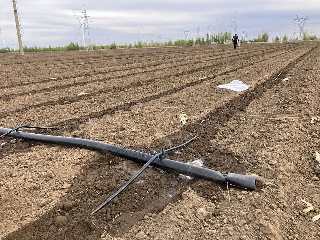 建华镇六合村一位承包户用滴灌的方式给玉米地浇水.