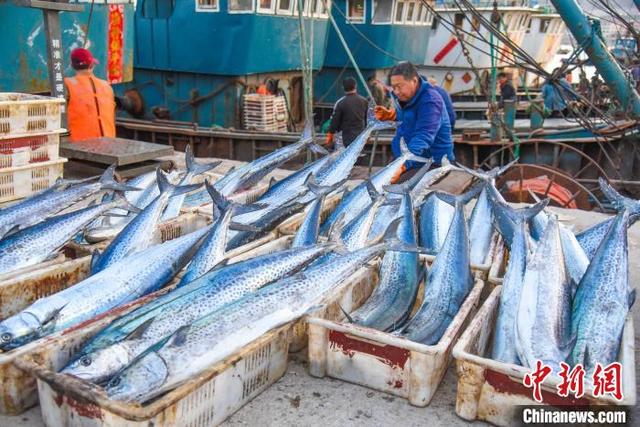 2024年4月，在烟台黄渤海新区初旺码头，新鲜上岸的鲅鱼吸引民众。肖水莲 摄