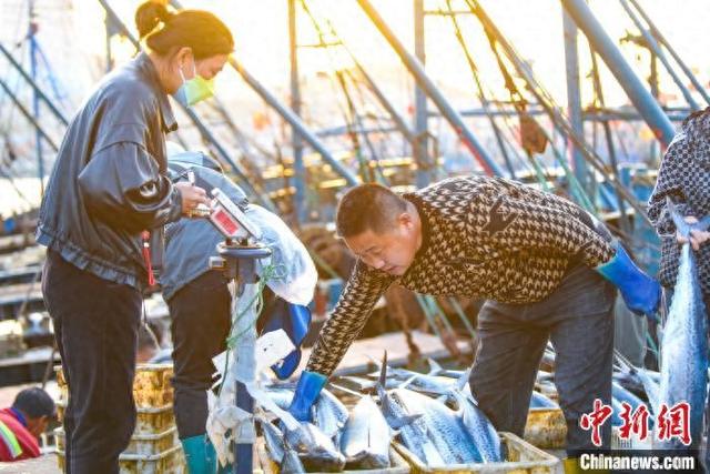 2024年4月，民众在烟台黄渤海新区初旺码头挑选春鲅鱼。肖水莲 摄