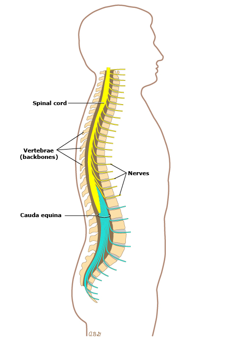 普通成年人的脊柱解剖图