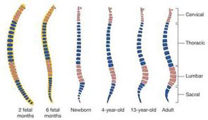 从出生前到成年，脊柱的形态变化