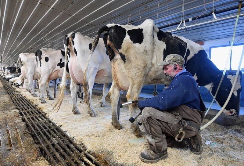 纽约州一个农场工作人员正在给奶牛挤奶。